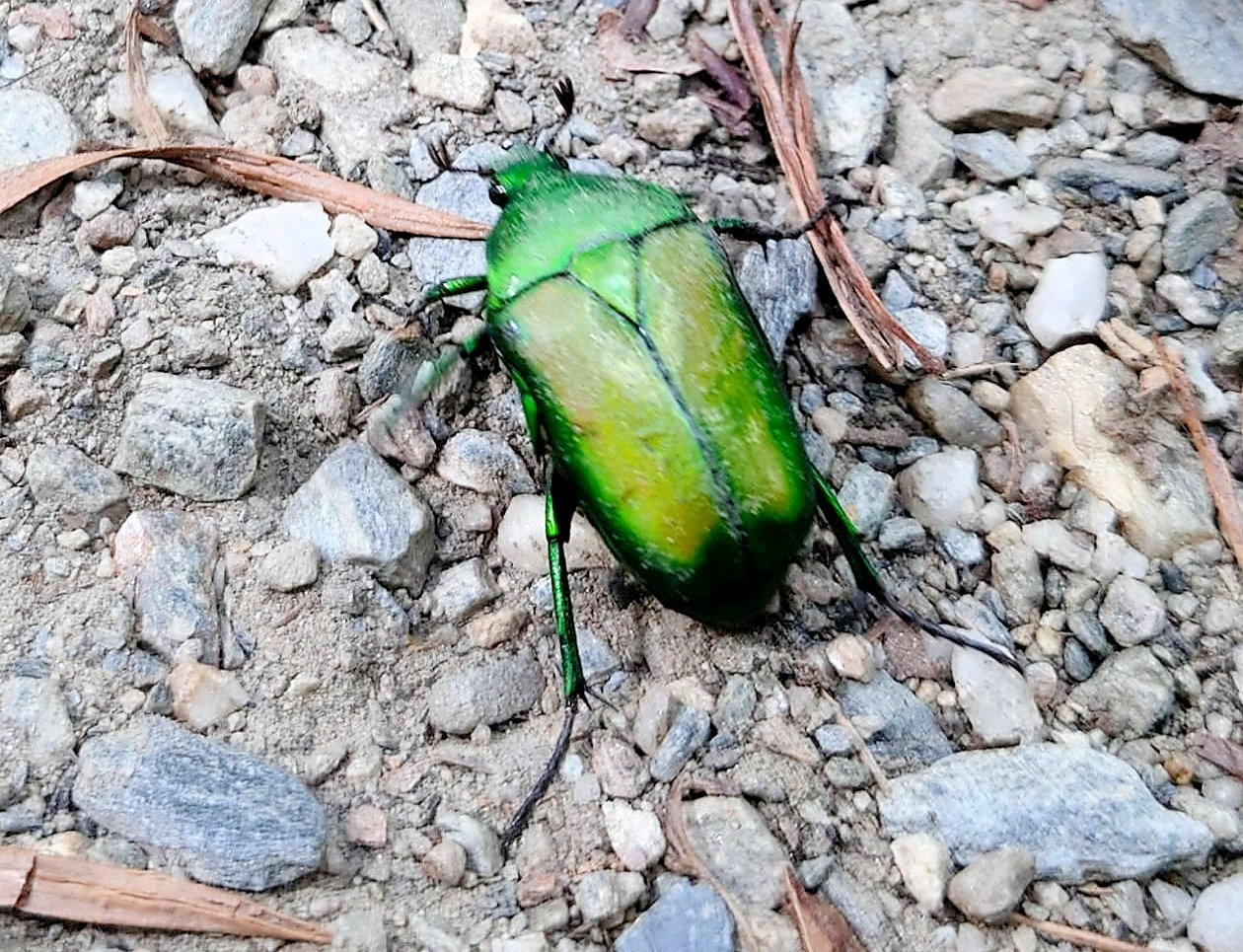 fam Scarabaeidae, Taiwan 13 Aug 2022, by Cindea Hung